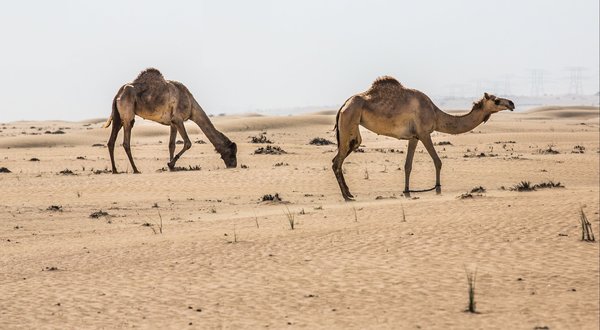 pack of camel